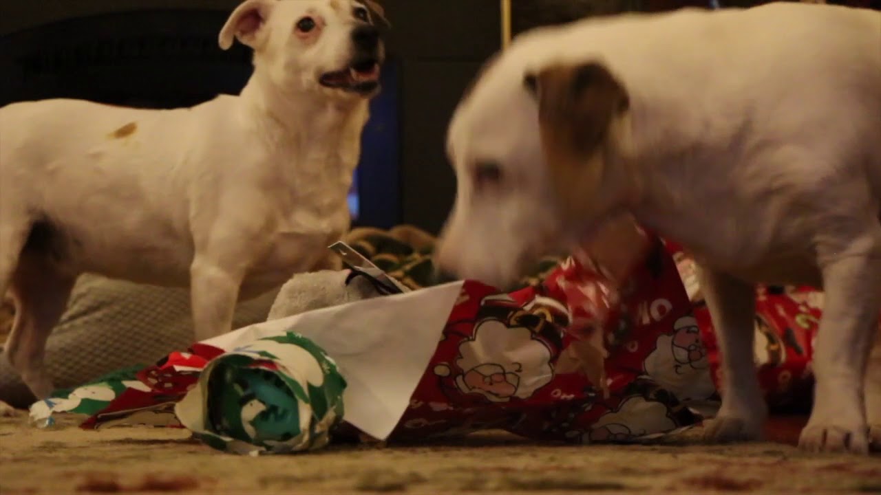 Doggie Christmas Presents 2017 YouTube doggie-christmas-presents-2017-youtube