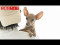 レイス君冬グッズのお知らせと雑談生配信【ミニピン】