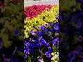 #Shorts#Flower show ,Yanbu, Saudi Arabia 😍😍🫶🫶🫶💕💕