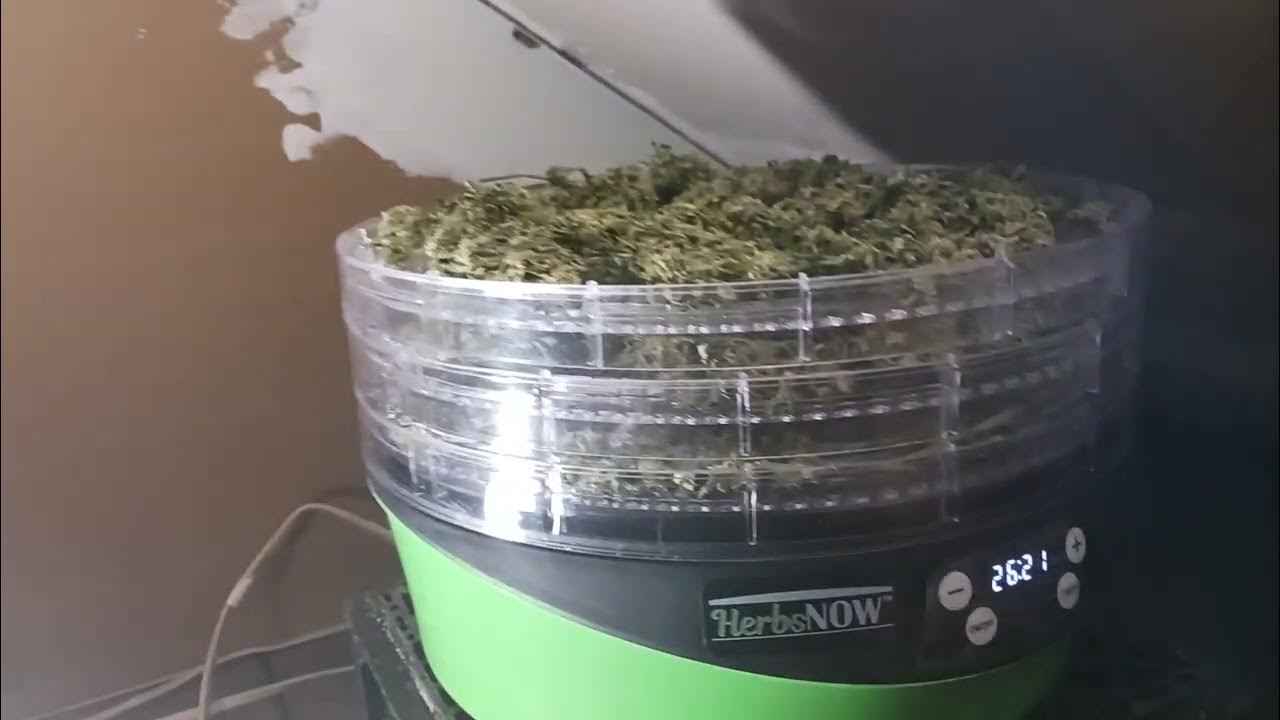 Herbs Now Dryer almost done YouTube