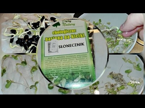 Wideo: Jak działa Vivipary: dlaczego nasiona kiełkują w roślinie