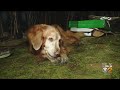 Officials Rescue 11-Year-Old Girl And Her Dog From Hillside