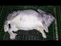 أخطاء تسبب خسارة كبيرة وفشل في مشروع الأرانب 15 خطأ أحذر الوقوع فيها وركز جداً 🐰 🐰 🐰