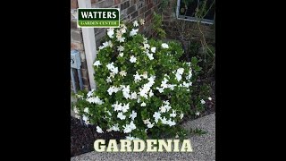 Best Gardenia for Mountain Gardens by SignalsAZ 49 views 3 weeks ago 10 minutes, 26 seconds