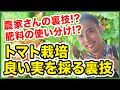 【家庭菜園】トマトの実が出来た時こそ要注意！〜農家さんのトマト栽培マル秘テクニックも、野菜の液肥と粒状肥料の使い分け方法も全部大公開！〜【園芸塾】【ハイポネックス】