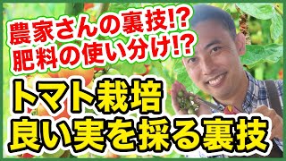 【家庭菜園】トマトの実が出来た時こそ要注意！〜農家さんのトマト栽培マル秘テクニックも、野菜の液肥と粒状肥料の使い分け方法も全部大公開！〜【園芸塾】【ハイポネックス】