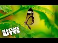 Step Inside Chester&#39;s Butterfly House |  The Secret Life of the Zoo | Nature Bites