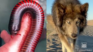 EXOTIC PETS TIKTOK COMPILATION - CRINGE