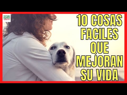 Video: 13 razas de gatos que se llevan bien con los perros