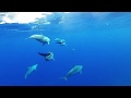 Swimming with Spinner Dolphins in Niue