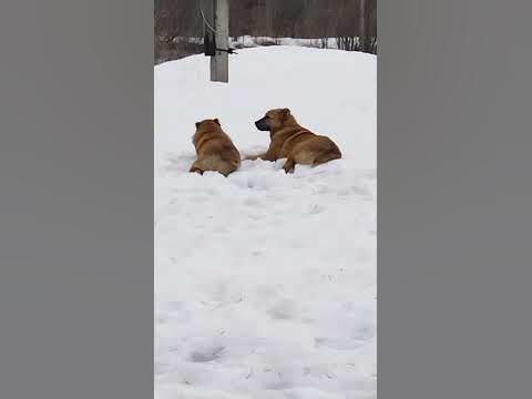 чобака - YouTube