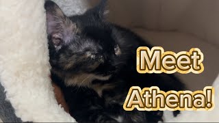 Meet Athena My New Cat Plus Special Guest Nova
