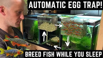 HOW TO BREED HUNDREDS OF NANO FISH AUTOMATICALLY! (EASY TUTORIAL)