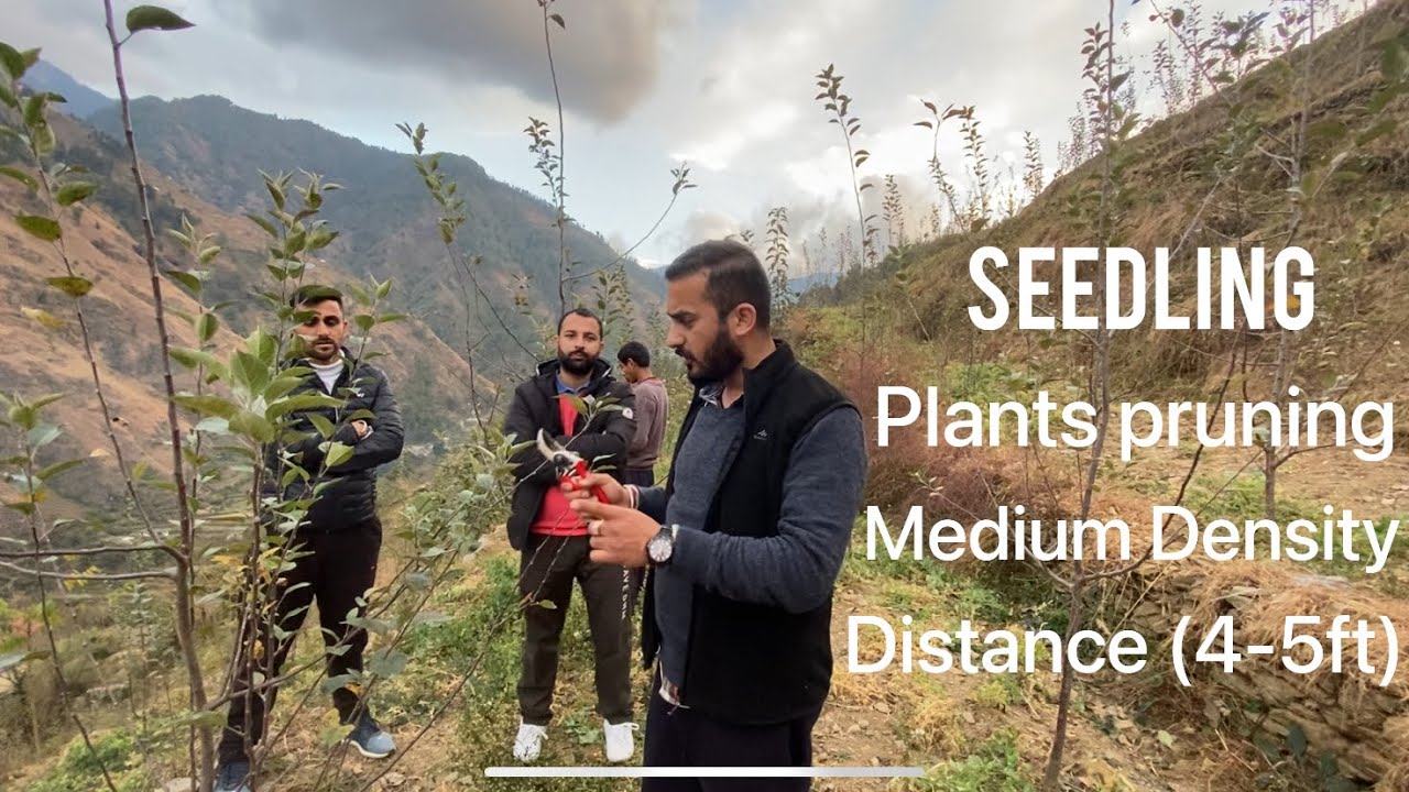 Pruning of Seedling Medium Density Orchard (4-5ft). After 2nd leaf🍎🍎🍎