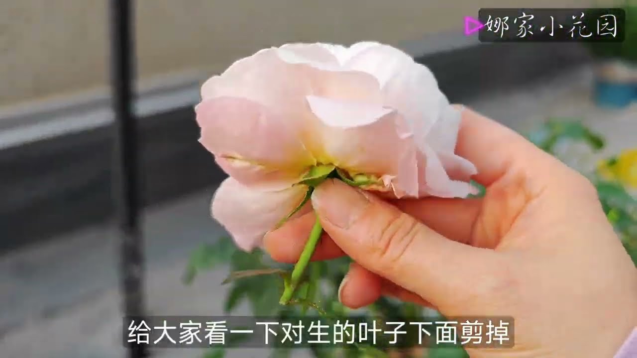 别眨眼，果汁阳台的花后修剪操作来了Don't blink, the pruning operation behind the flowers on the juice has arrived