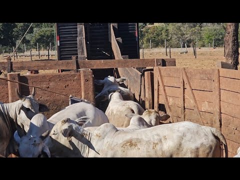 Embarque das PEROLAS