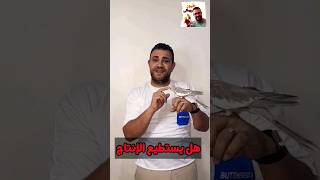 هل لديك طائر أليف ؟ طيور_رومانى كالوبسيت كروان كوكتيل استرالي روز طيورالحب زيبرا