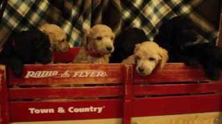 2013.12.10 Penny's Litter Turns 4 weeks old - Cutest Standard Poodle Pups by Springer Clan Standard Poodles 533 views 10 years ago 1 minute, 59 seconds
