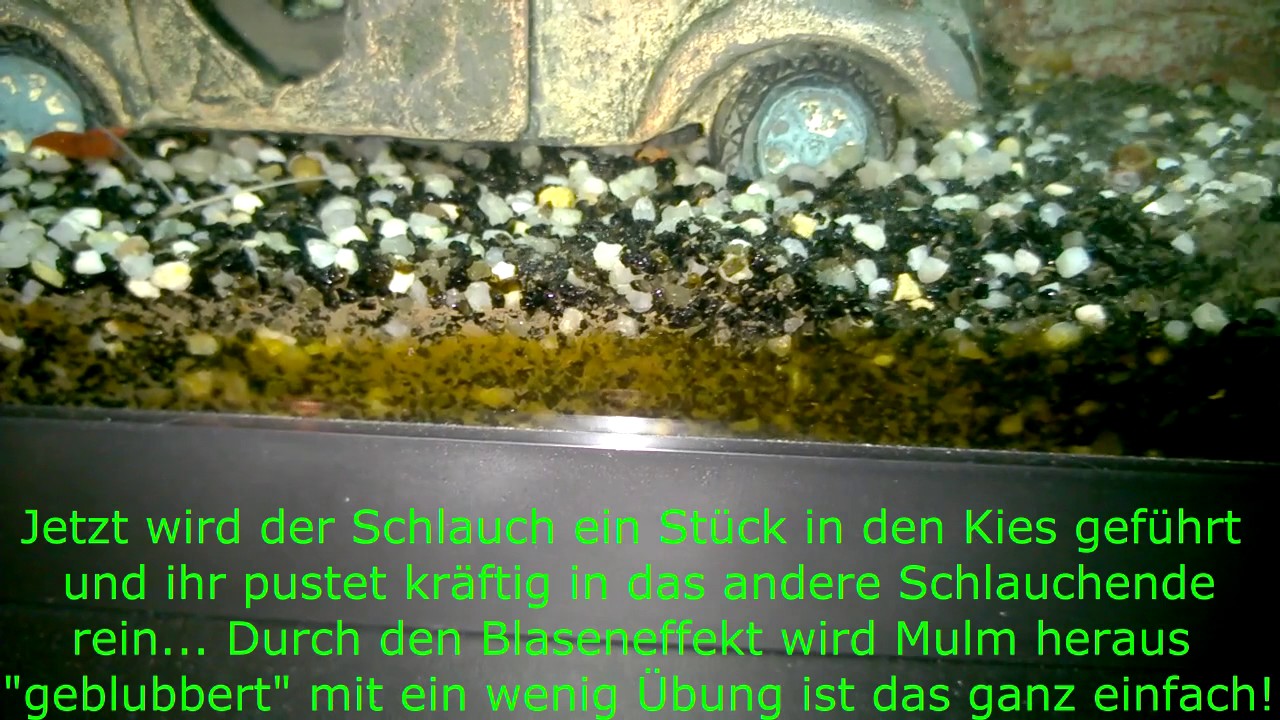 Bodengrund im Aquarium reinigen - YouTube