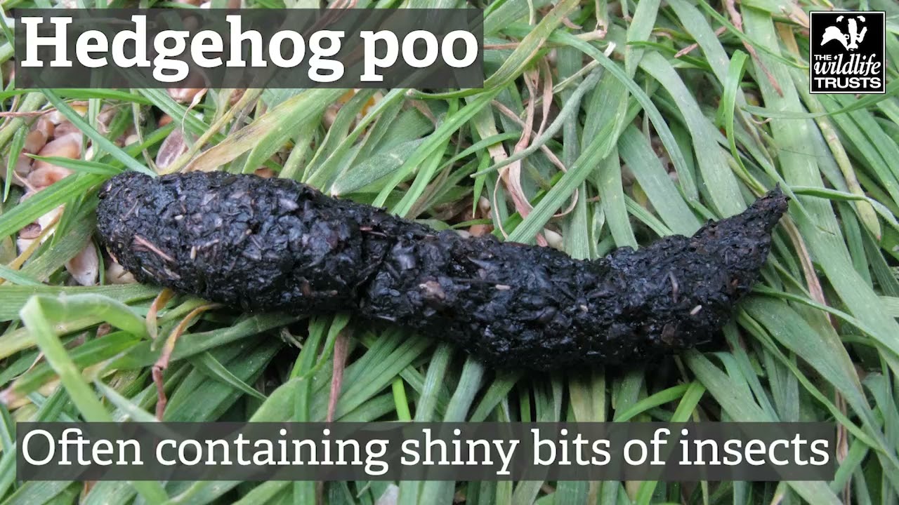 Identify poo | The Wildlife Trusts