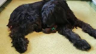 Briard Mom Gigi and her pups video 1 by Lebec Briards 46 views 4 years ago 23 seconds