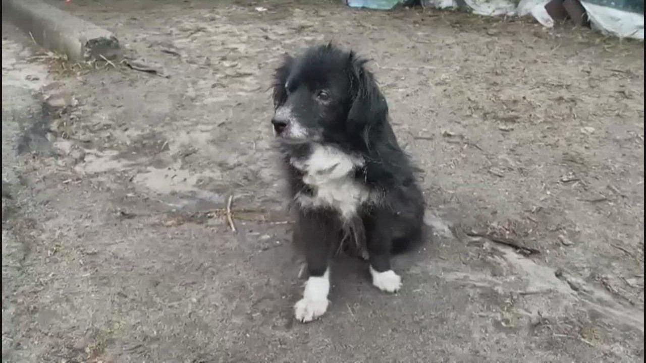 Edmonds duo helping abandoned animals in Ukraine