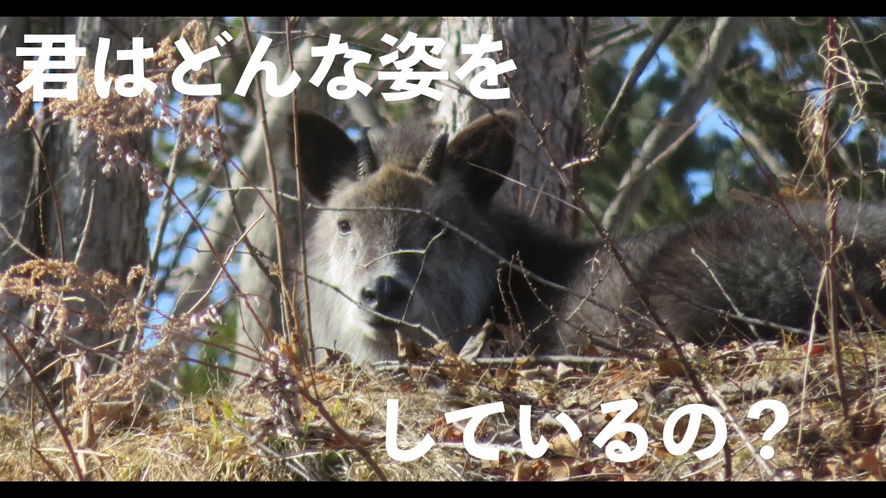 顔だけでいつも隠れてしまう、カモシカの姿を確認したい。