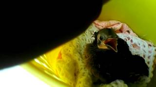 mi pájaro zanate bebe screenshot 5