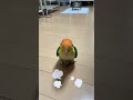 【逃げて〜!】みんなぁ!わかばゴジラが来るよ〜💦 #シロハラインコ