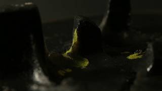 The Physarum Experiments, Study No.026: Intraspecies Fusion