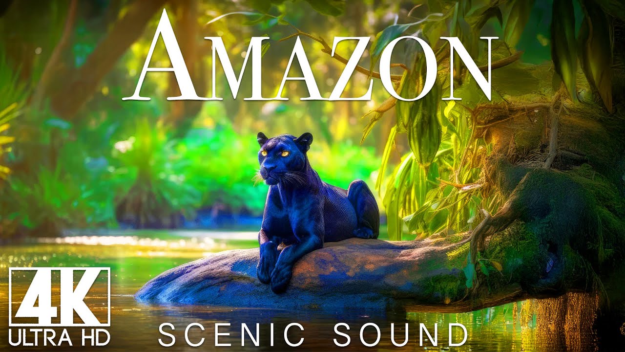 Amazon Rainforest 4K | Scenic Sound | Relaxing Nature Ambience & Forest Rain Sounds