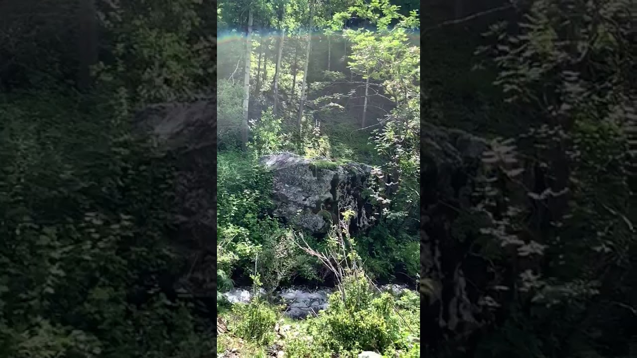 Сереноголововый Реальные Фото