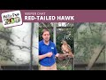 Miller Park Zoo Keeper Chat: Red-Tailed Hawk