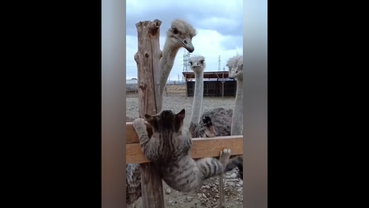 Funny animals 2023😆 - Funniest Cats and Dogs Video🐕🐈72 #shorts