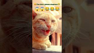 😂[Best i phone ringtone😛use this i phone funny ringtone love cats like#iamaffan08#catslove#youtuber.