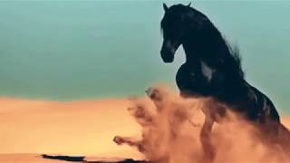 Видео Восточные мотивы (автор: Тима Ковалева)