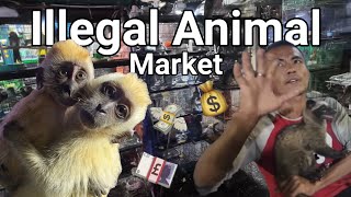 Exploring Indonesias Illegal Animal Market