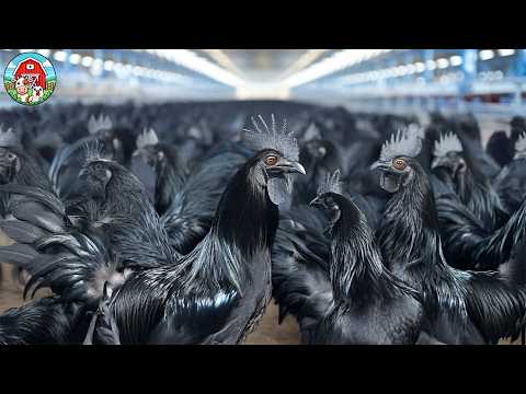 How Big Do Ayam Cemani Get