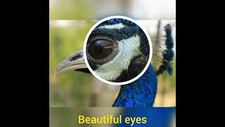 Celebrity #beautifulpeacocks# Wealth