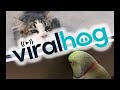 Parrot Plays Peek A Boo With Neighbors Cat ViralHog mp3