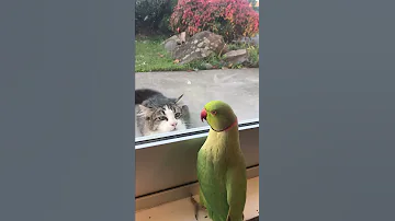 Parrot Plays Peek-a-Boo with Neighbors Cat || ViralHog