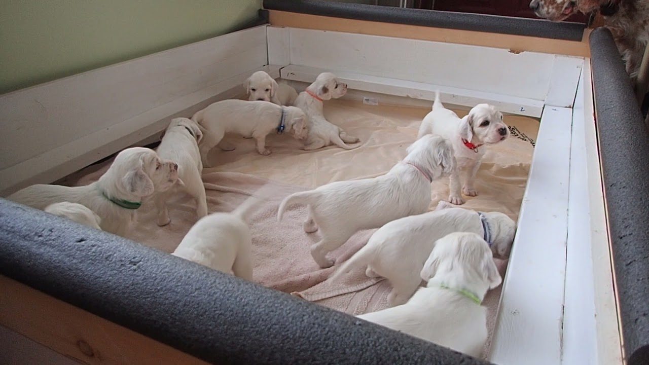 Chica by Classic Ruffed Grouse litter at 26 days