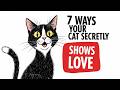 7 Ways Your Cat Secretly Shows Love | Feline Secrets