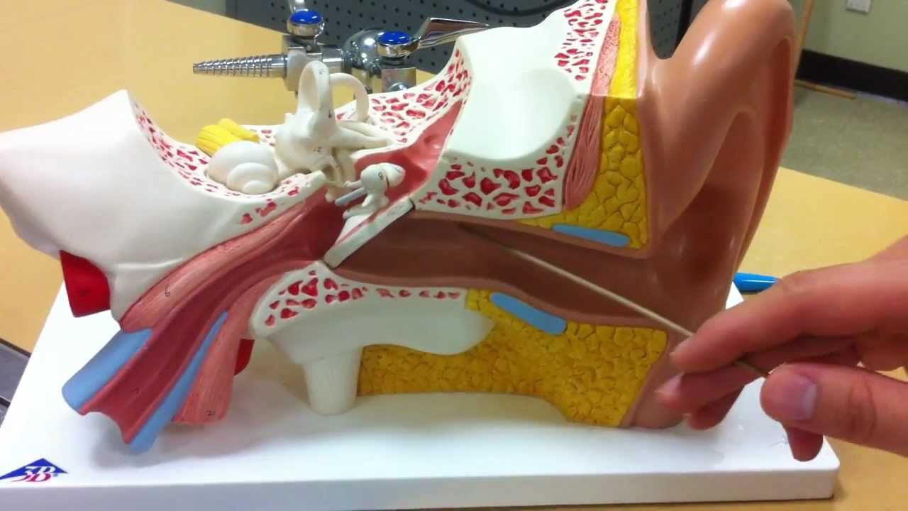 Ear Model Labeled Anatomy - Anatomy Drawing Diagram
