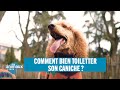 Comment bien toiletter un caniche ?