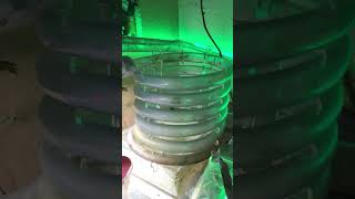 Flo’s Atta cephalotes mal bissl gebastelt