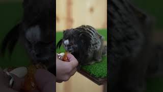 Where Are Momos Teeth?