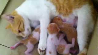 Mother Cat Cleaning Herself & Her Hungry Newborn Kittens