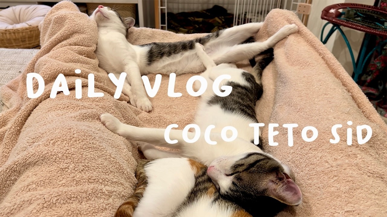 スターバックスタンブラーコレクション/生後6ヶ月のキャッツの日常/元保護猫