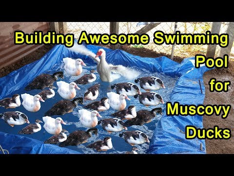 बत्तखों के लिए शानदार स्विमिंग पूल का निर्माण - पालतू जानवर डिस्कवरी टीवी